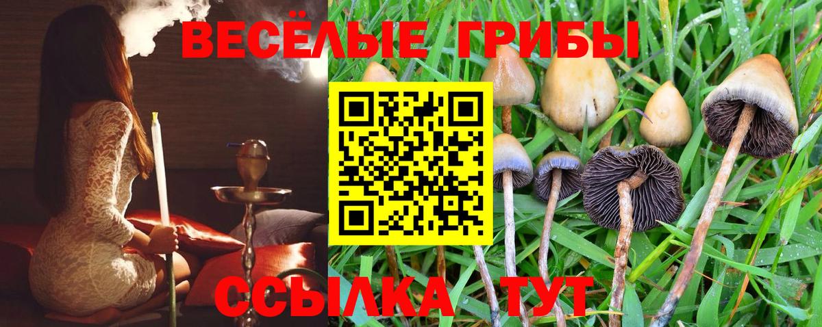 Альметьевск  Галлюциногенные грибы прущие грибы  Вход с VPN 
